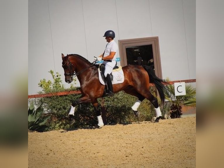 Hanoverian Gelding 7 years 16,3 hh Bay in Malaga