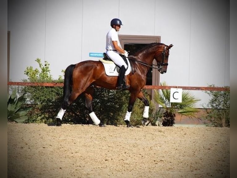 Hanoverian Gelding 7 years 16,3 hh Bay in Malaga