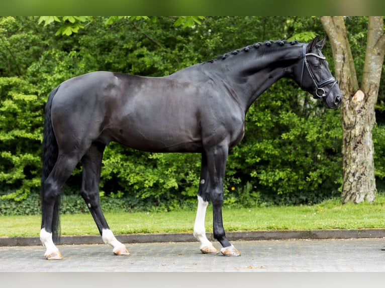 Hanoverian Gelding 7 years 16,3 hh Black in Borken