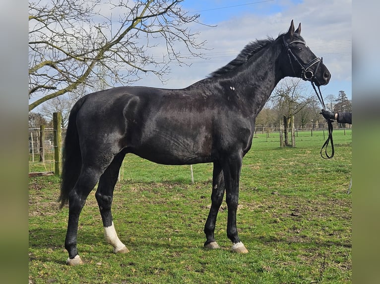 Hanoverian Gelding 7 years 16.3 hh Black in Wachtendonk