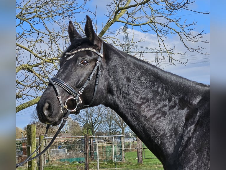 Hanoverian Gelding 7 years 16.3 hh Black in Wachtendonk