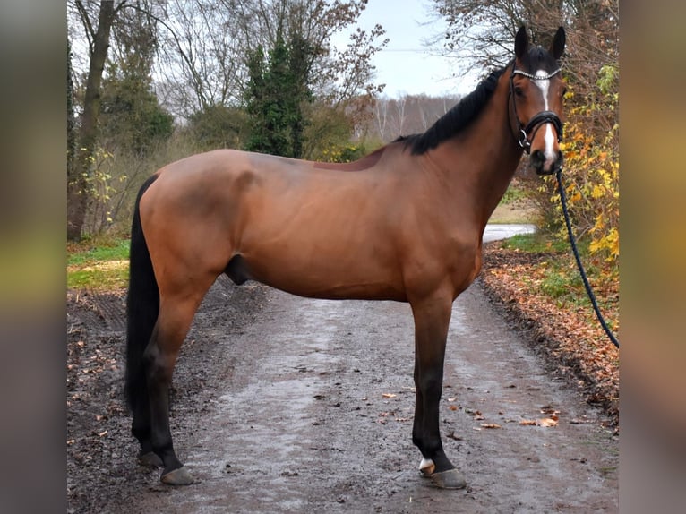 Hanoverian Gelding 7 years 16,3 hh Brown in Düren