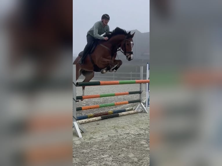 Hanoverian Gelding 7 years 16.3 hh Brown in Bargstedt