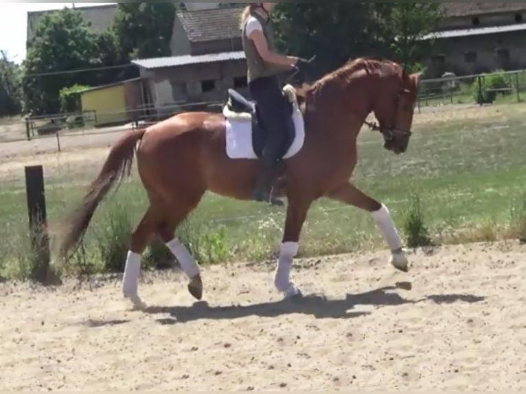 Hanoverian Gelding 7 years 16,3 hh Chestnut-Red in Berlin