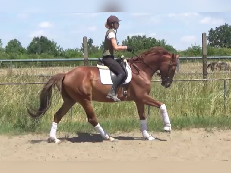 Hanoverian Gelding 7 years 16,3 hh Chestnut-Red in Berlin