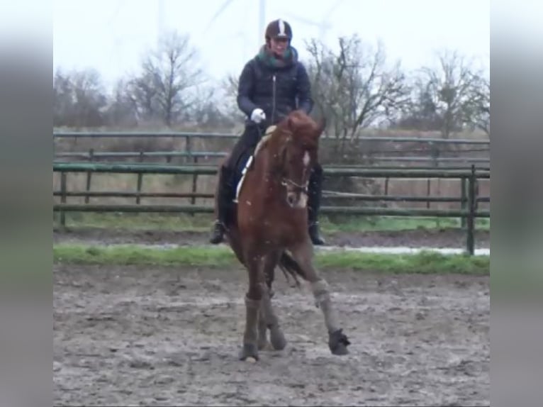 Hanoverian Gelding 7 years 16,3 hh Chestnut-Red in Berlin