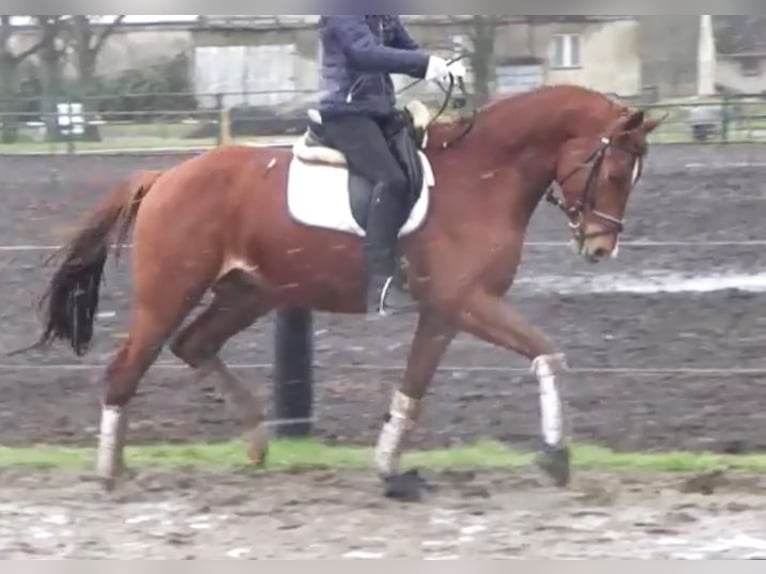 Hanoverian Gelding 7 years 16,3 hh Chestnut-Red in Berlin