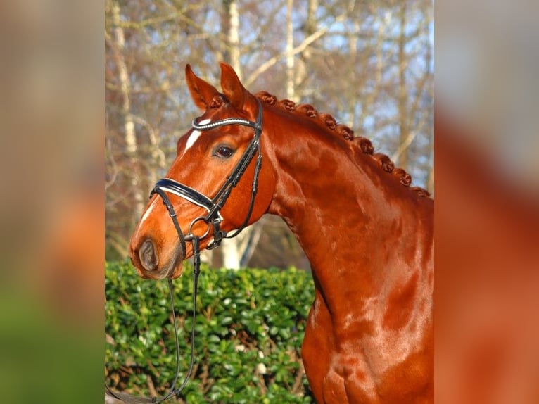 Hanoverian Gelding 7 years 16.3 hh Chestnut-Red in Selsingen