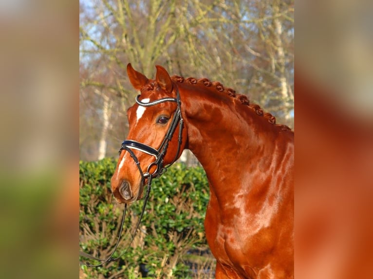 Hanoverian Gelding 7 years 16.3 hh Chestnut-Red in Selsingen