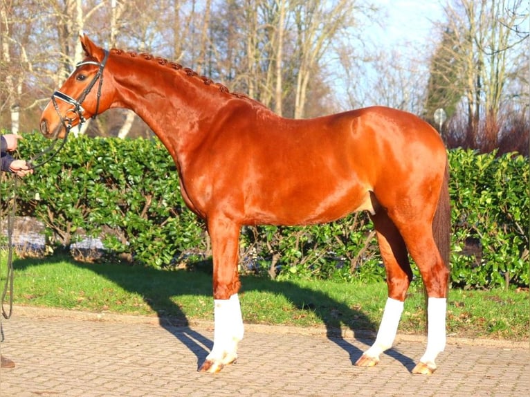 Hanoverian Gelding 7 years 16.3 hh Chestnut-Red in Selsingen