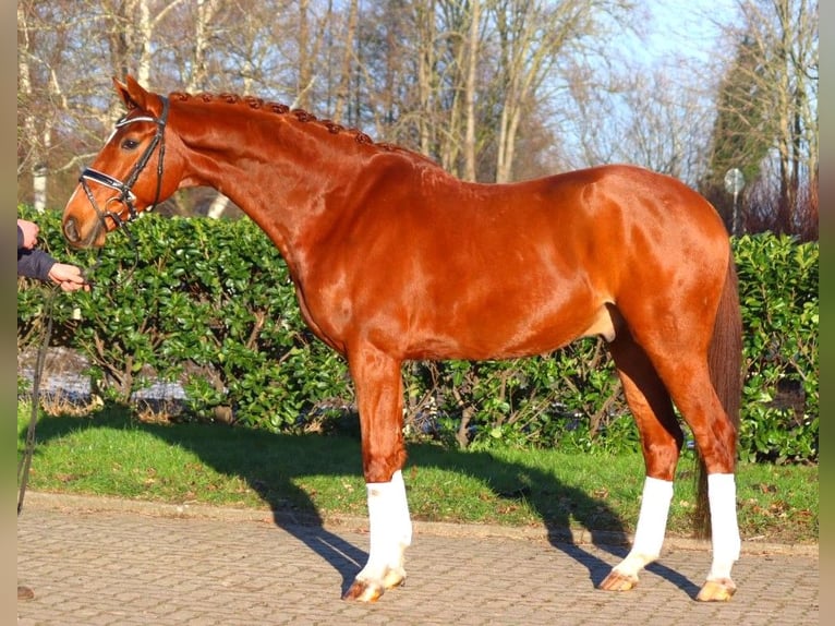 Hanoverian Gelding 7 years 16.3 hh Chestnut-Red in Selsingen