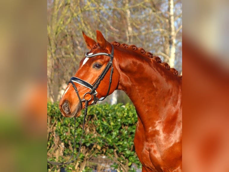 Hanoverian Gelding 7 years 16.3 hh Chestnut-Red in Selsingen