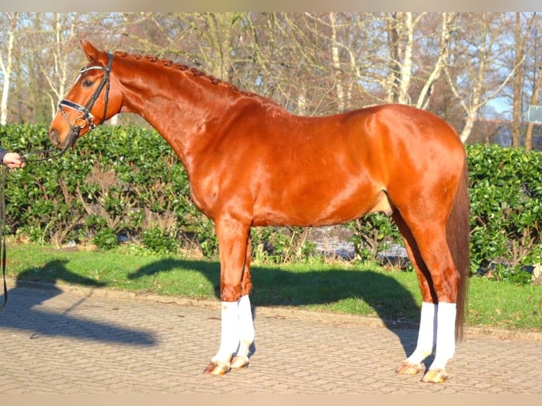 Hanoverian Gelding 7 years 16.3 hh Chestnut-Red in Selsingen