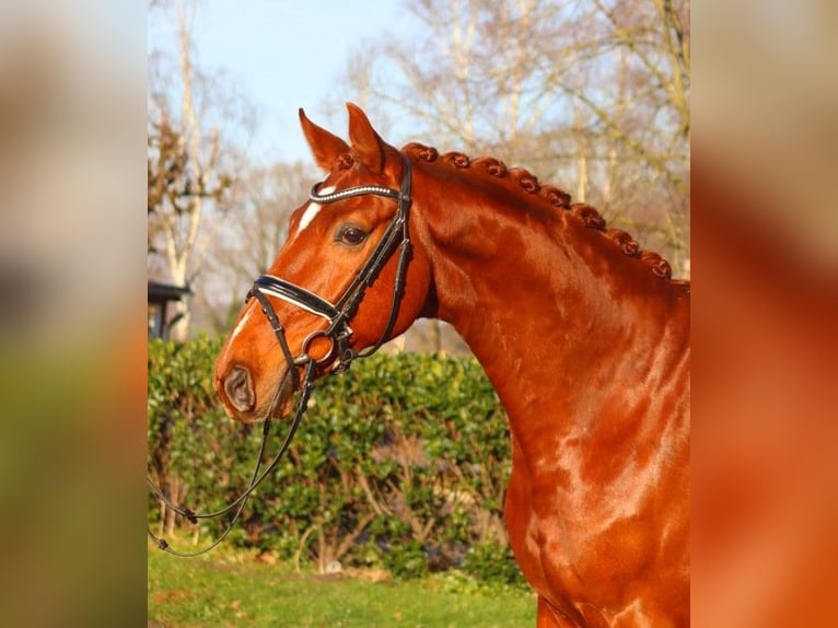 Hanoverian Gelding 7 years 16.3 hh Chestnut-Red in Selsingen