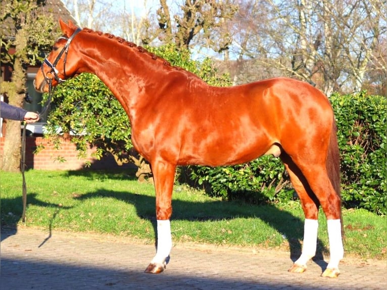 Hanoverian Gelding 7 years 16.3 hh Chestnut-Red in Selsingen