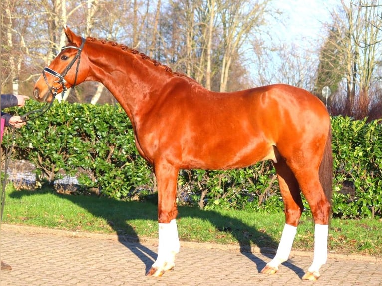 Hanoverian Gelding 7 years 16.3 hh Chestnut-Red in Selsingen
