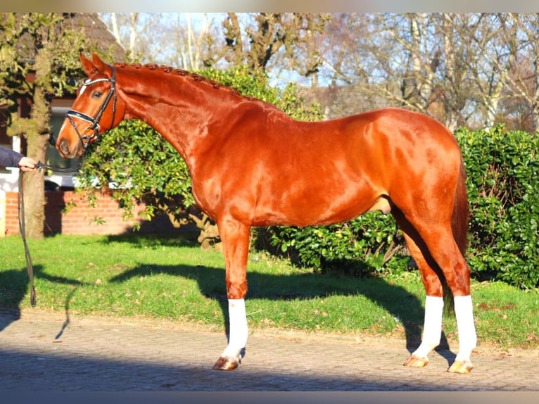 Hanoverian Gelding 7 years 16.3 hh Chestnut-Red in Selsingen