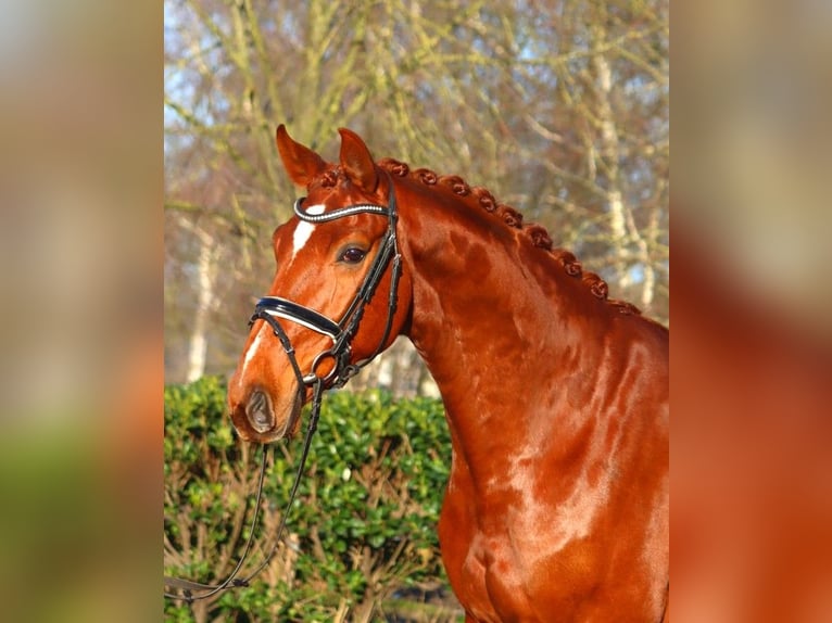 Hanoverian Gelding 7 years 16.3 hh Chestnut-Red in Selsingen