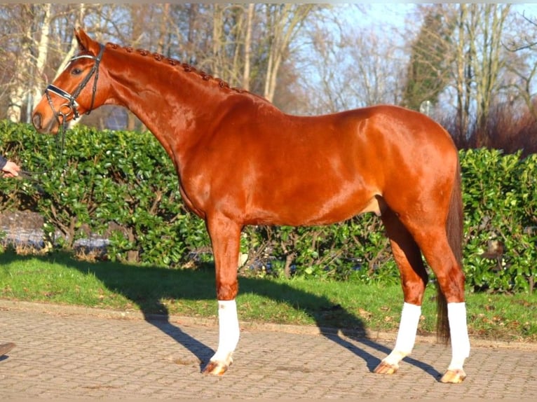 Hanoverian Gelding 7 years 16.3 hh Chestnut-Red in Selsingen