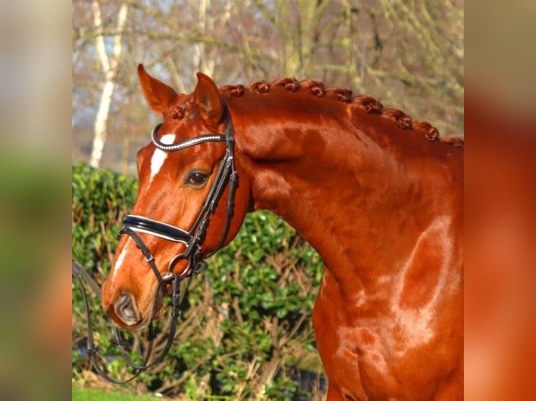 Hanoverian Gelding 7 years 16.3 hh Chestnut-Red in Selsingen