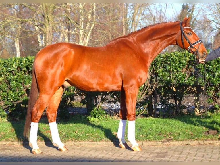 Hanoverian Gelding 7 years 16.3 hh Chestnut-Red in Selsingen