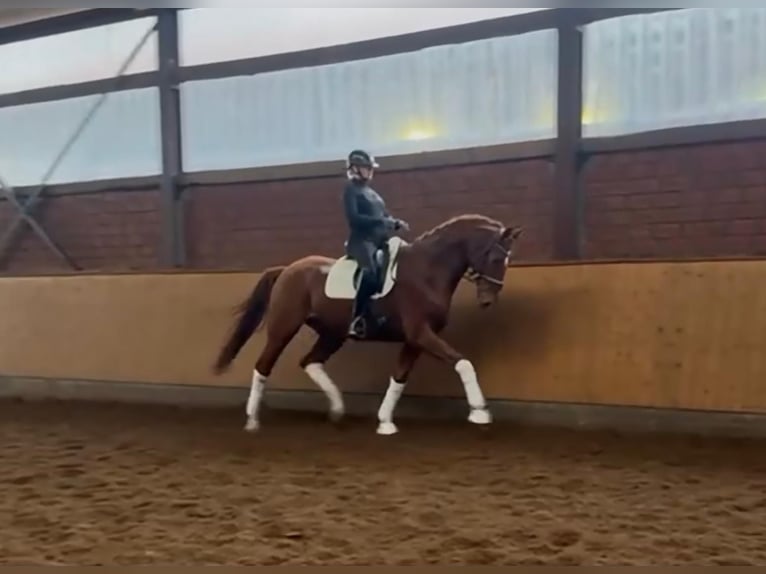 Hanoverian Gelding 7 years 16,3 hh Chestnut-Red in Selsingen