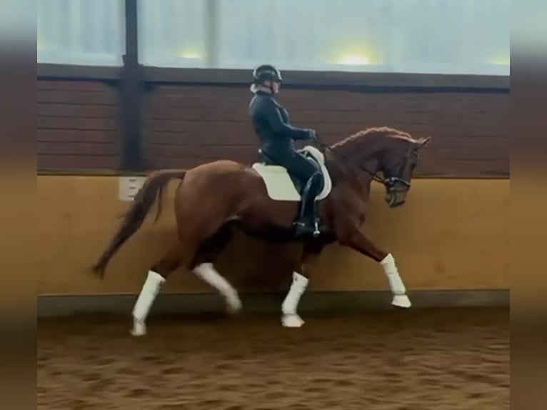 Hanoverian Gelding 7 years 16,3 hh Chestnut-Red in Selsingen