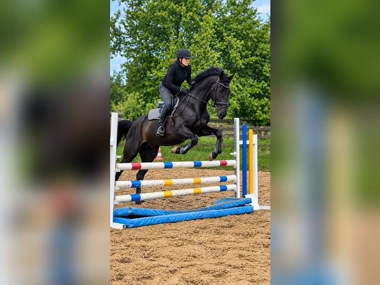Hanoverian Gelding 7 years 16.3 hh Smoky-Black in Jesteburg