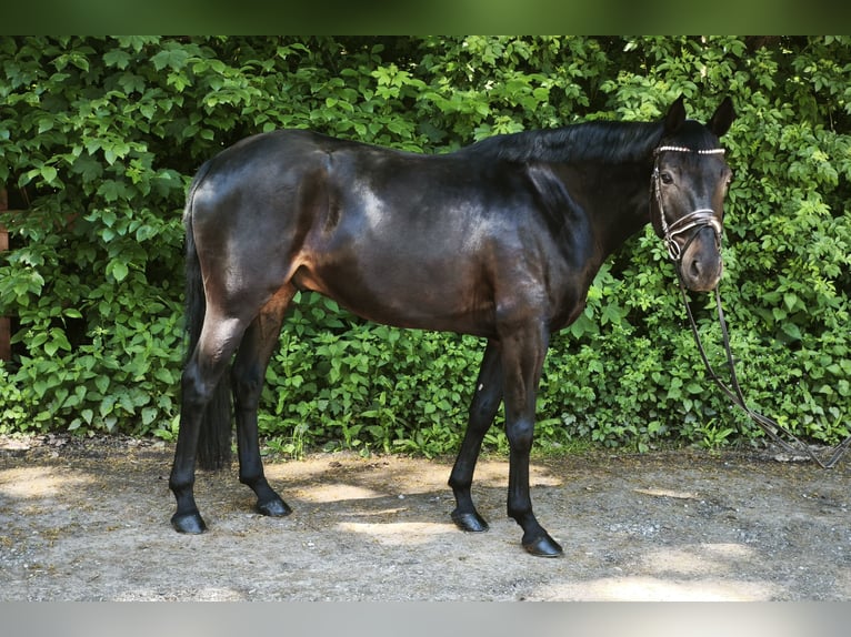 Hanoverian Gelding 7 years 16.3 hh Smoky-Black in Braunschweig