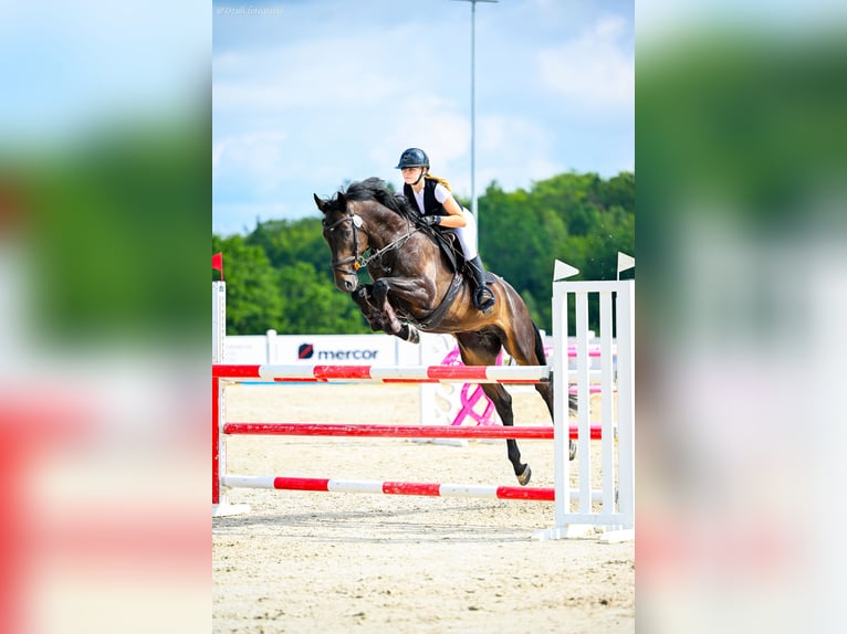 Hanoverian Gelding 7 years 16.3 hh Smoky-Black in Bydgoszcz