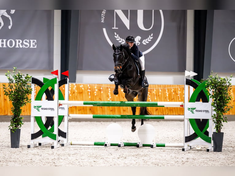 Hanoverian Gelding 7 years 16.3 hh Smoky-Black in Bydgoszcz