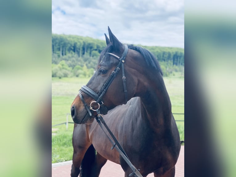Hanoverian Gelding 7 years 16 hh Bay-Dark in Dresden Innere Altstadt