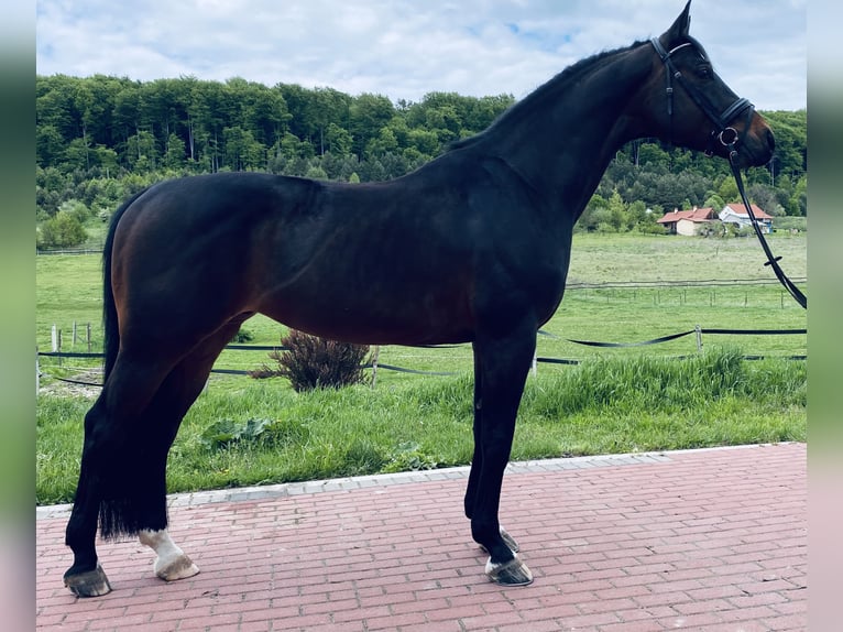 Hanoverian Gelding 7 years 16 hh Bay-Dark in Dresden Innere Altstadt