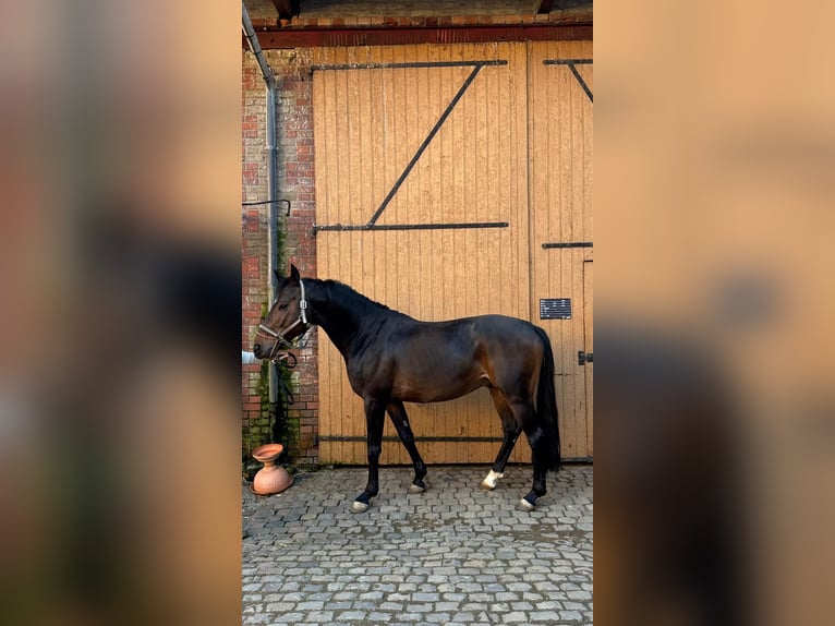 Hanoverian Gelding 7 years 16 hh Bay-Dark in Wiesbaden