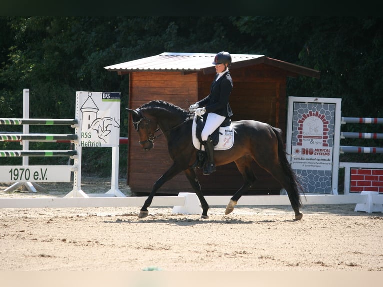 Hanoverian Gelding 7 years 16 hh Bay-Dark in Wiesbaden