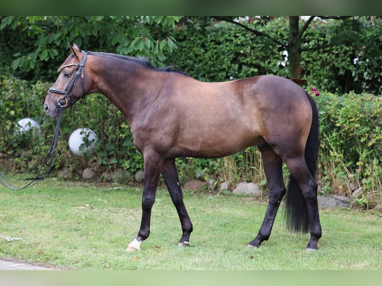 Hanoverian Gelding 7 years 16 hh Bay-Dark in Hellschen-Heringsand-Unterschaar