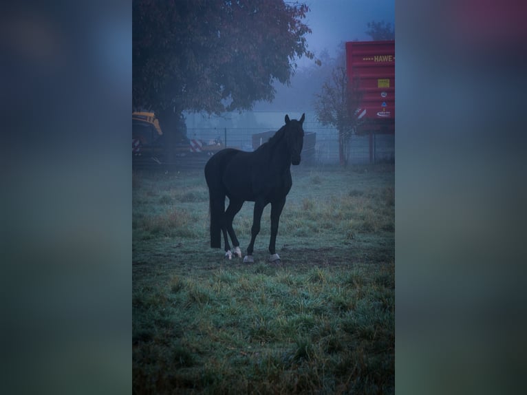 Hanoverian Gelding 7 years 16 hh Black in L&#xFC;chow (Wendland)