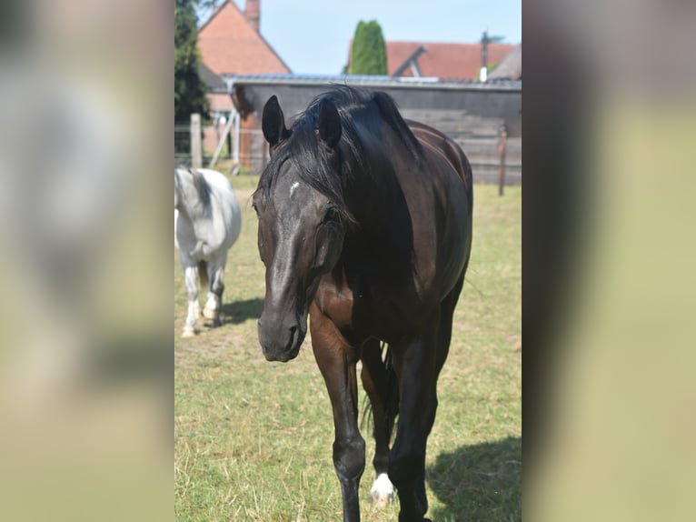 Hanoverian Gelding 7 years 16 hh Black in L&#xFC;chow (Wendland)