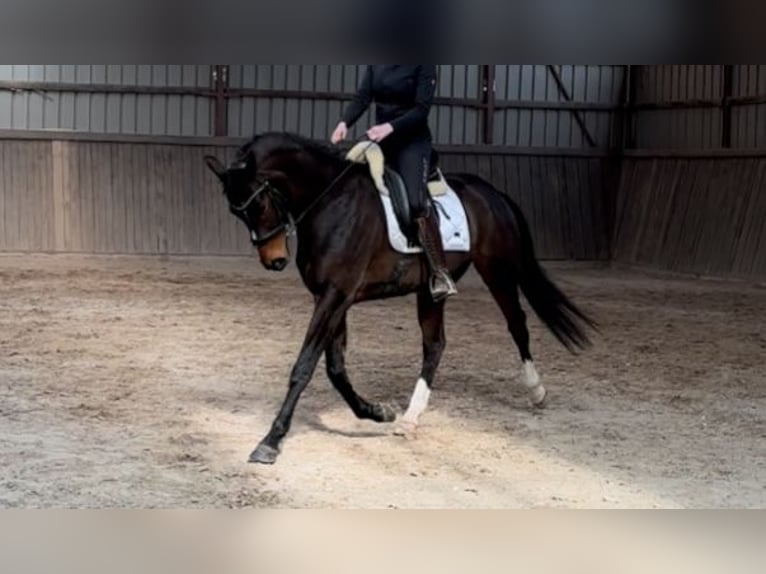 Hanoverian Gelding 7 years 16 hh Brown in Schmelz