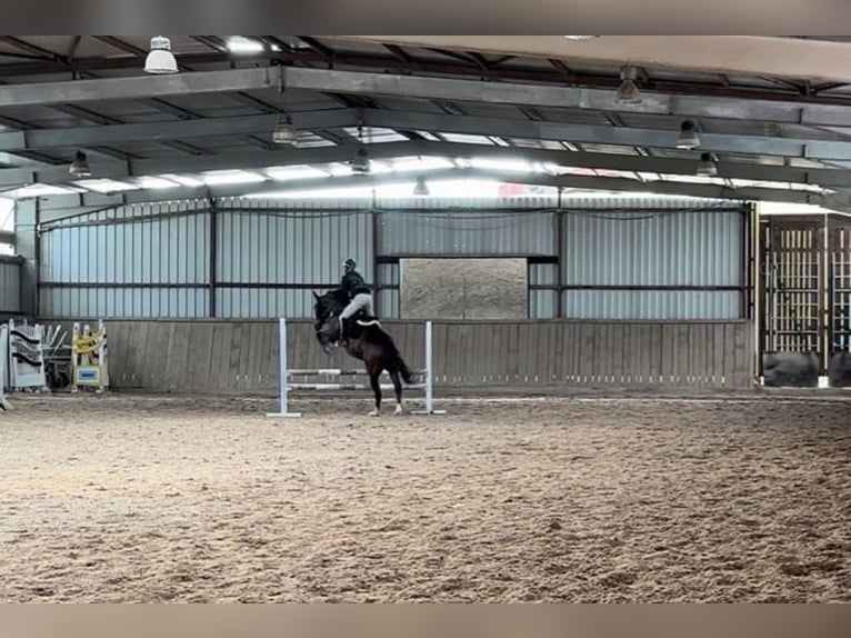 Hanoverian Gelding 7 years 16 hh Brown in Schmelz