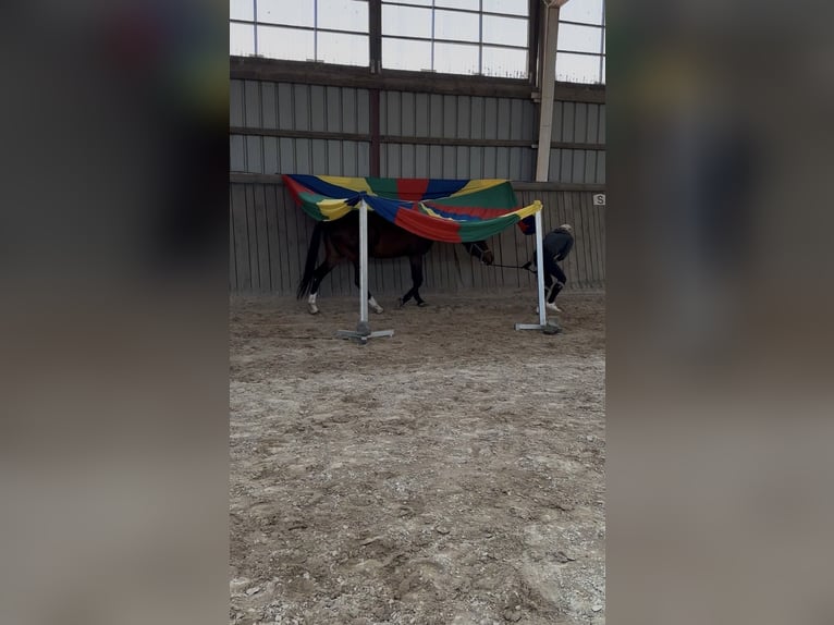 Hanoverian Gelding 7 years 16 hh Brown in Schmelz