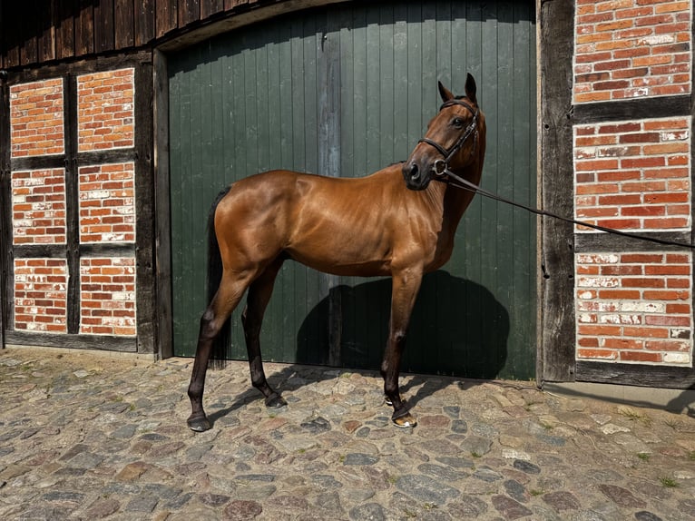 Hanoverian Gelding 7 years 16 hh Brown in Hanstedt