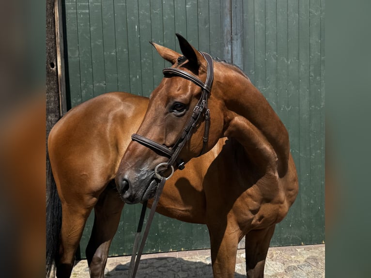Hanoverian Gelding 7 years 16 hh Brown in Hanstedt