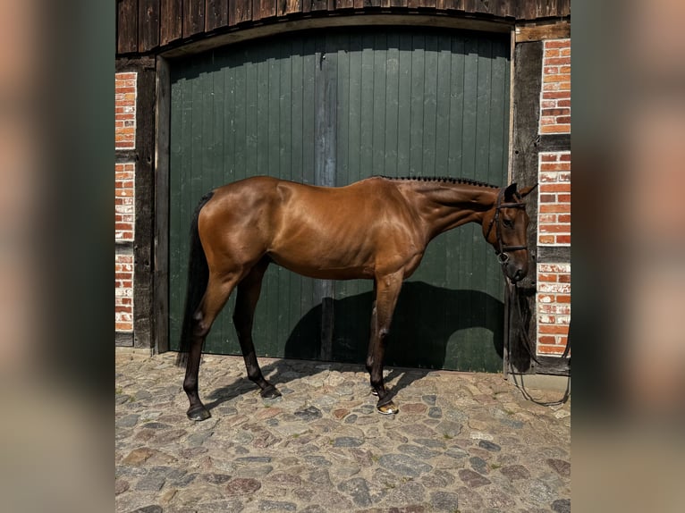 Hanoverian Gelding 7 years 16 hh Brown in Hanstedt