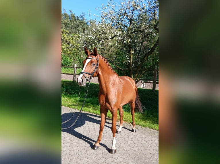 Hanoverian Gelding 7 years 16 hh Chestnut-Red in Kirchdorf