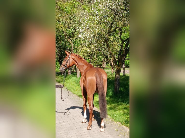 Hanoverian Gelding 7 years 16 hh Chestnut-Red in Kirchdorf