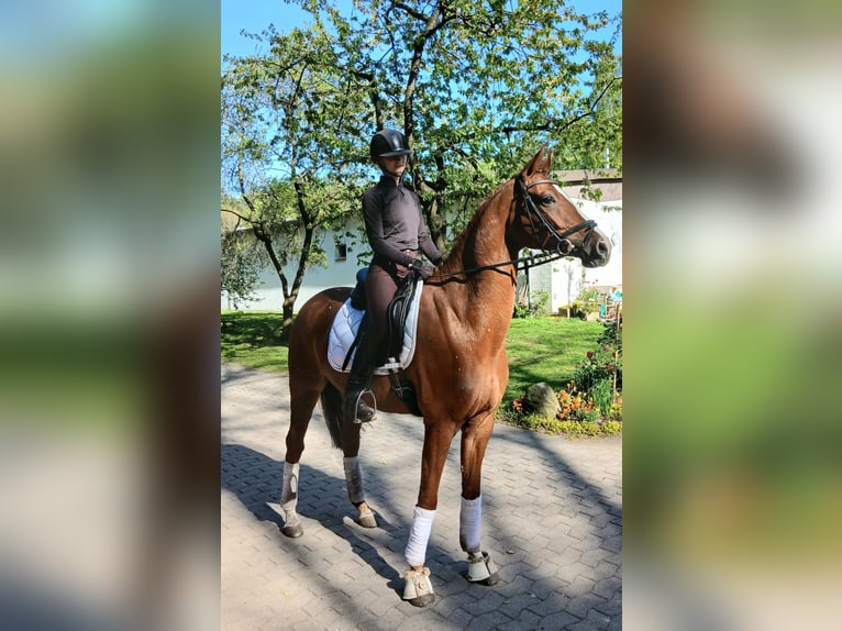 Hanoverian Gelding 7 years 16 hh Chestnut-Red in Kirchdorf