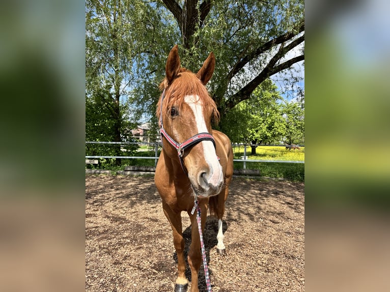 Hanoverian Gelding 7 years 16 hh Chestnut-Red in Schorndorf