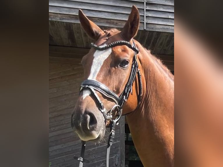 Hanoverian Gelding 7 years 16 hh Chestnut-Red in Armstorf