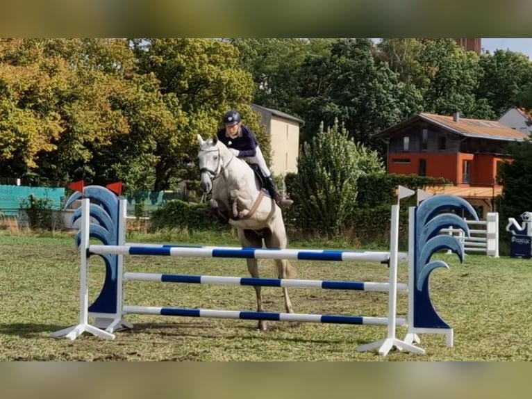 Hanoverian Gelding 7 years 16 hh Grey in Vorbeck